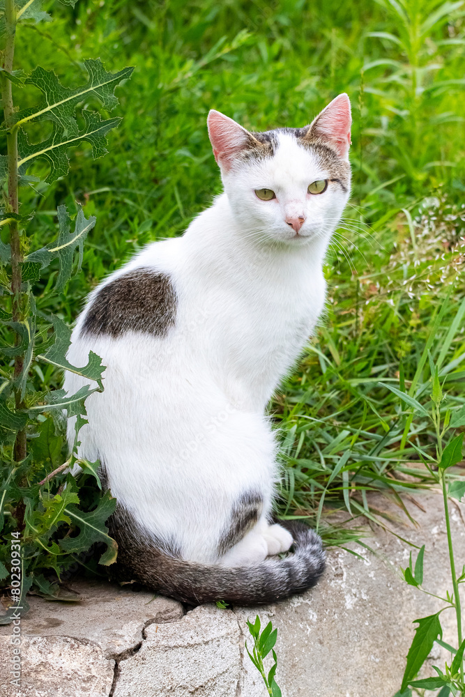 A white spotted cat sits in the garden among the green grass and looks back A white spotted cat sits in the garden among the green grass and looks back