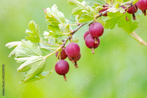 Ripe delicious gooseberry berries in the garden on a blurred background