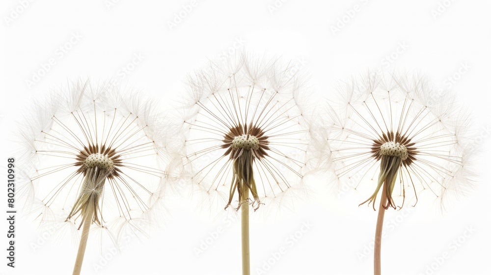 Dandelions delicate geometric seed formation bathed in the soft glow of early summer morning light isolated on a white background