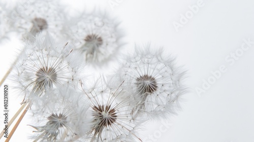 Dandelions delicate geometric seed formation bathed in the soft glow of early summer morning light isolated on a white background