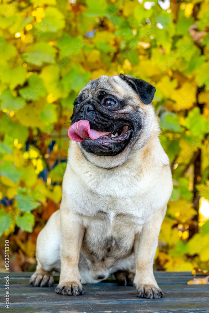 A small pug is sitting on a bench against the background of autumn leaves