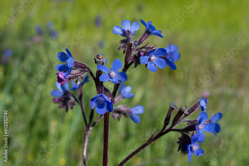Flor silvestre en primavera, Anchusa azurea photo
