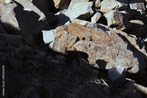 Goat on the rock