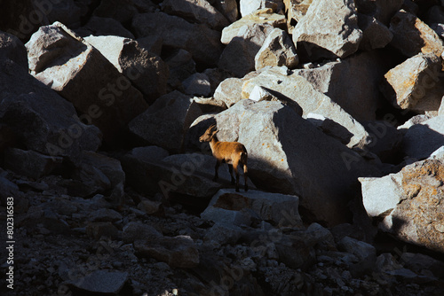 Goat on the rock