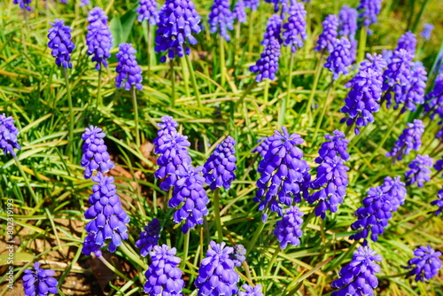 春の公園の花壇に咲く紫色のムスカリ。