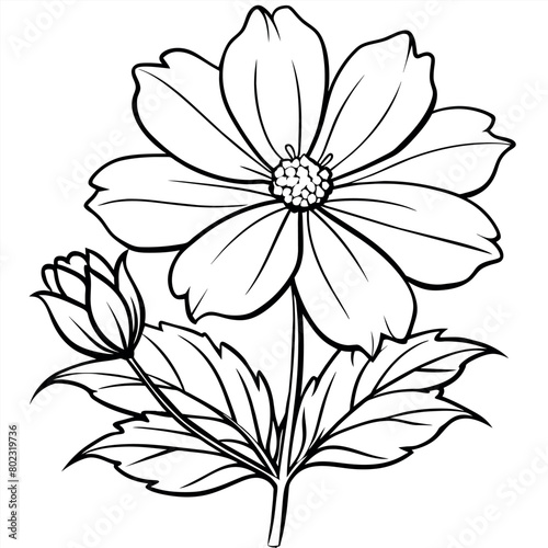 Cosmos flower plant outline illustration coloring book page design, Cosmos flower plant black and white line art drawing coloring book pages for children and adults