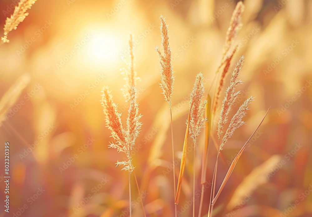 Brown grass in field with sunset light background Brown grass in field with sunset light background