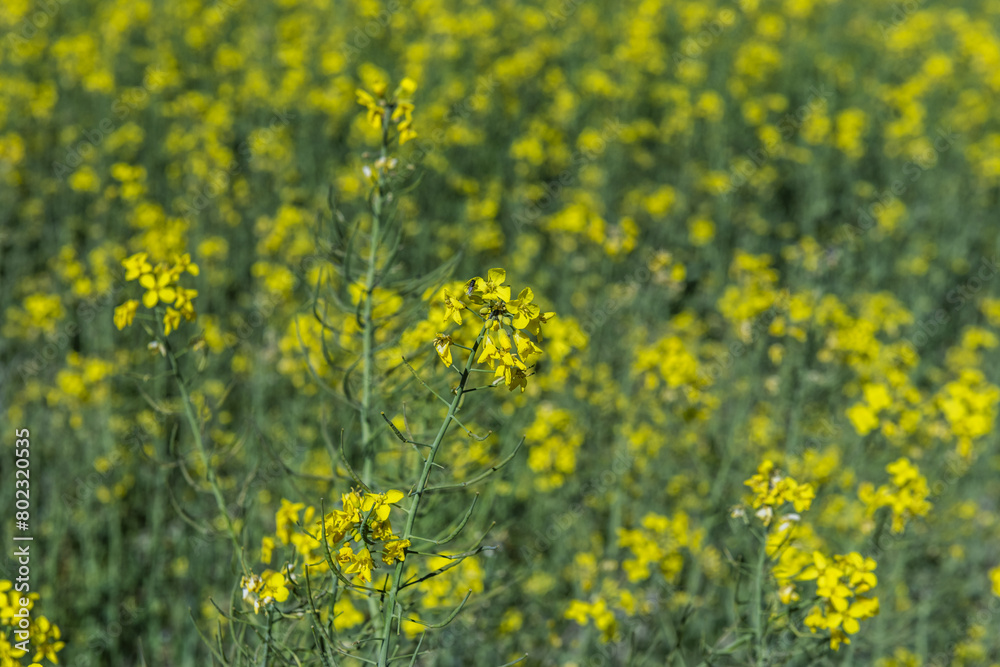 a large rapeseed field with its characteristic yellow flowers