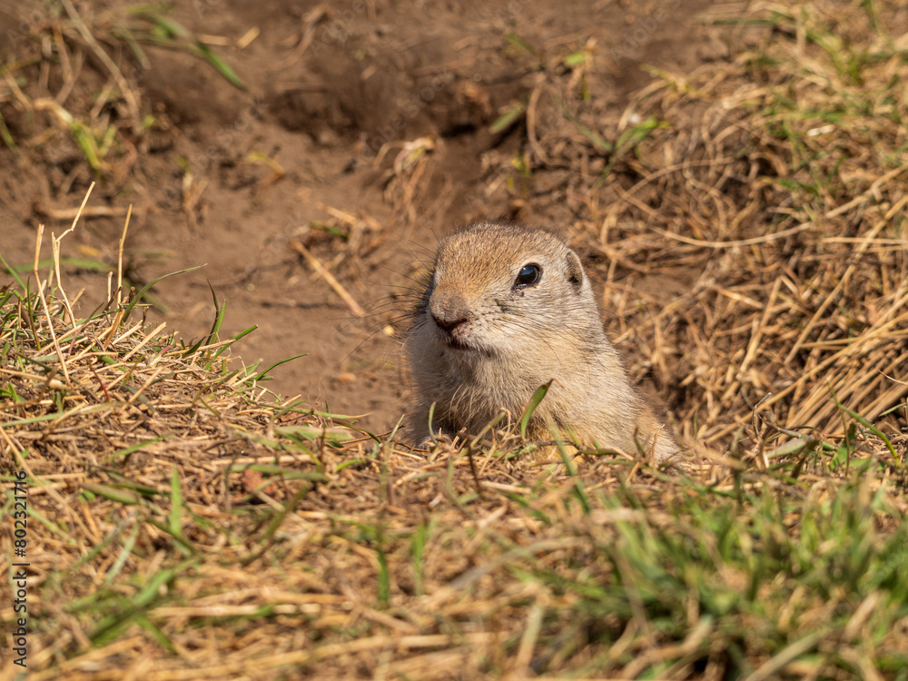 Prairie dog on a grass field looking at the camera. Prairie dog on a grass field looking at the camera.