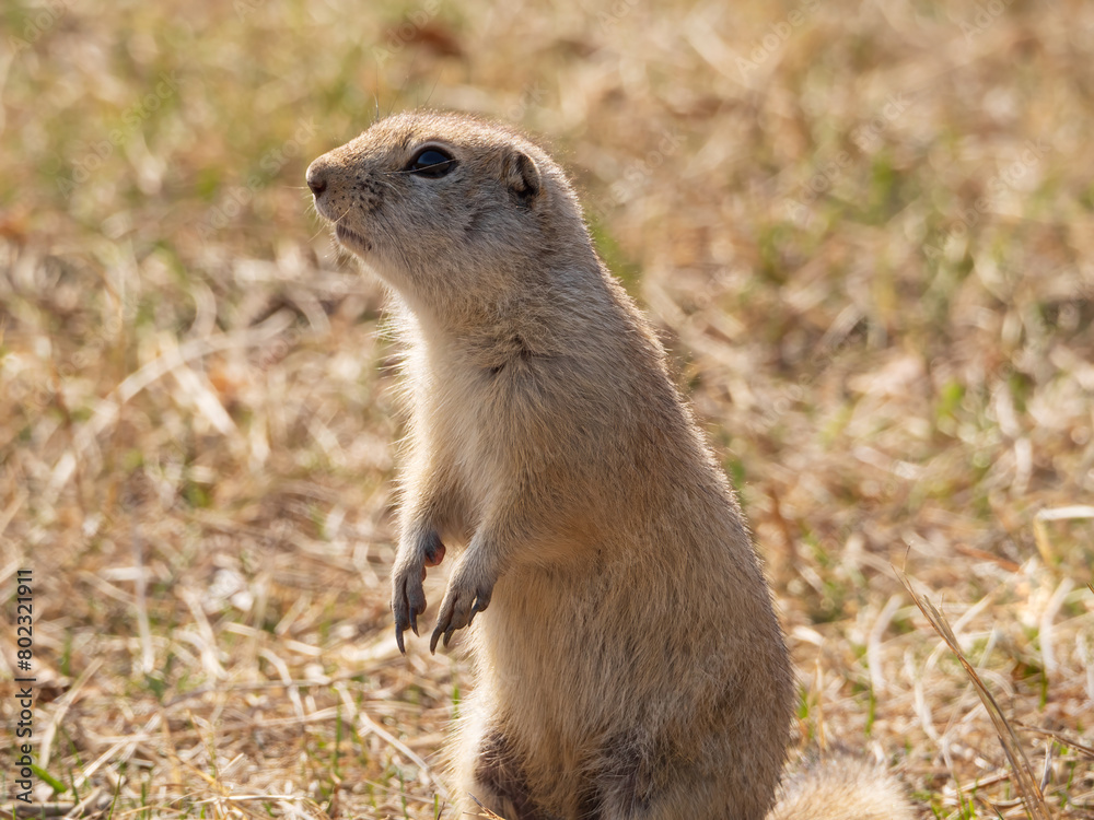 Fototapeta premium Prairie dog on a grass field. Side portrait