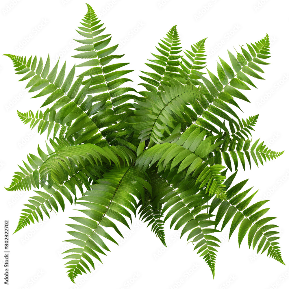 Fern leaf isolated on transparent background