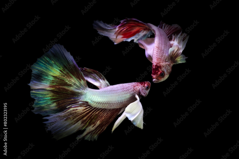 Obraz premium Betta fish with its wonderful colors. Black background. Betta splendens.