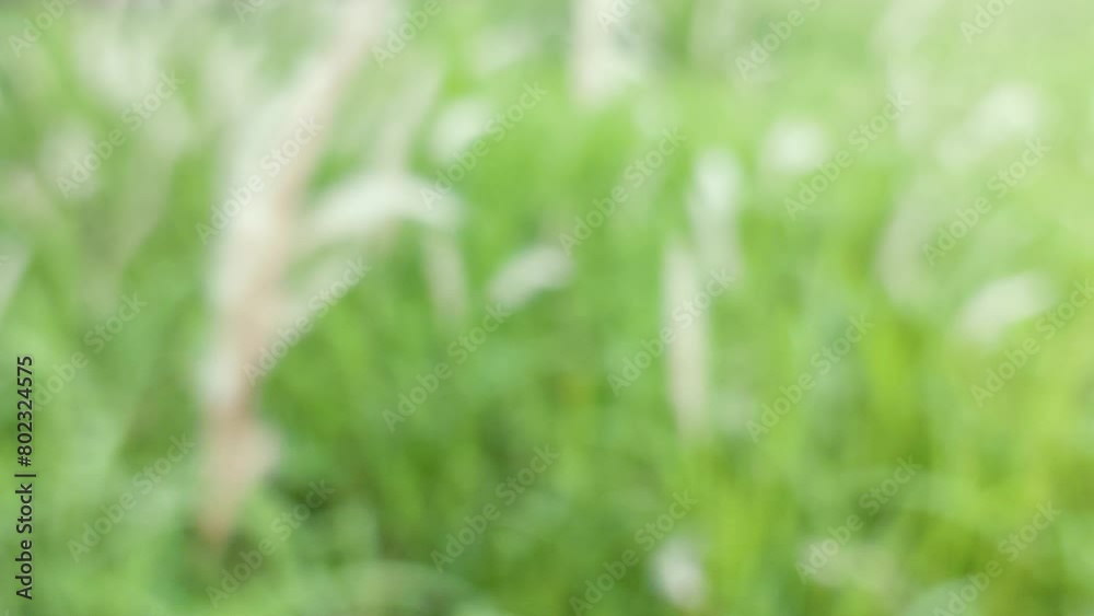 Blurred green grass and defocused effect background Blurred green grass and defocused effect background