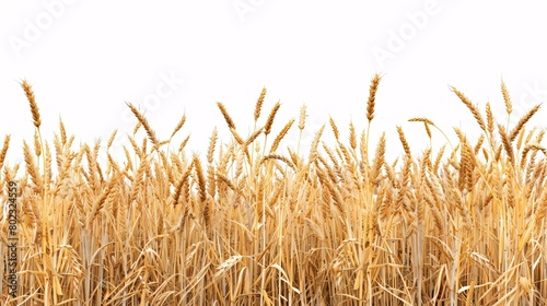 A field of golden wheat with a white background
