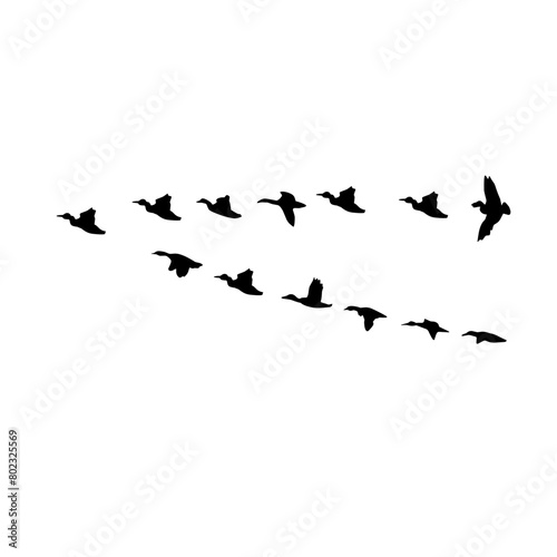 flying birds silhouette © Zona