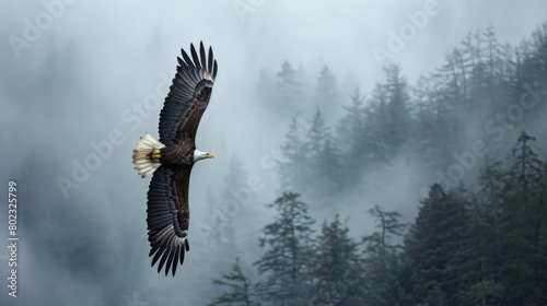 A bald eagle flying over foggy forest mountain in sky in wild. photo