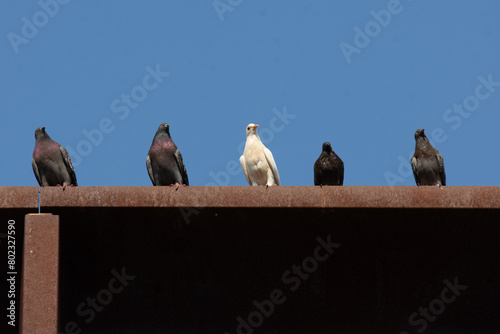 Four pigeons standing on a roof looking down