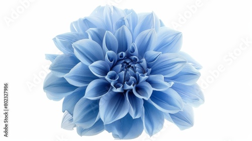 A beautiful light blue dahlia flower is isolated on a white background. Big and shaggy appearance for design.
