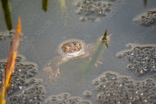 Ein Frosch im Wasser