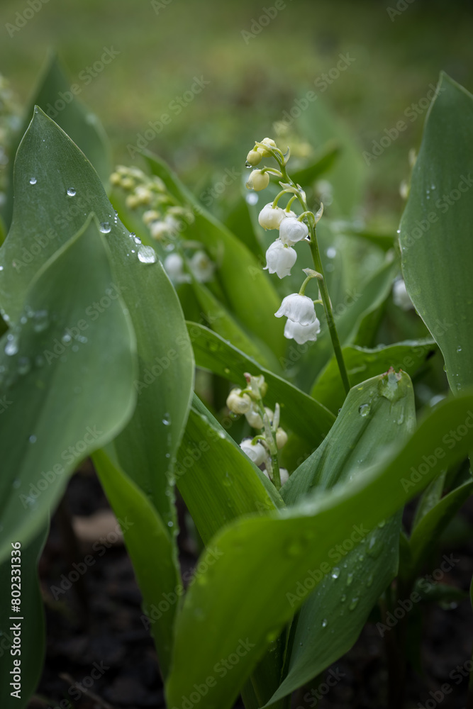 White lily of the valley flowers with raindrops.