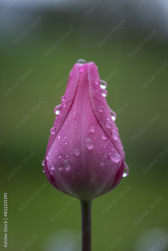 Pink tulip with water drops after rain. Pink tulip with water drops after rain.