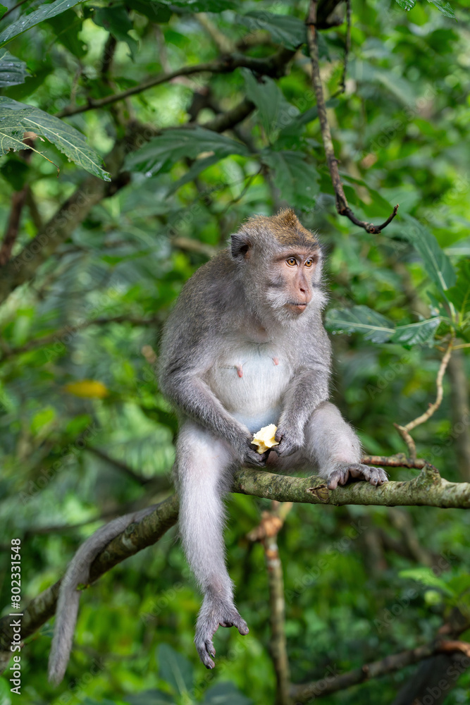 Long Tailed Macaque - sitting in tree, holding food and facing right away from camera. Crab Eating Macaque in Ubud Sacred Monkey Forest, Bali (Macaca fascicularis, cynomolgus monkey) Long Tailed Macaque - sitting in tree, holding food and facing right away from camera. Crab Eating Macaque in Ubud Sacred Monkey Forest, Bali (Macaca fascicularis, cynomolgus monkey)
