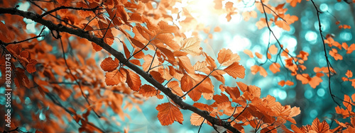 Vibrant Autumn Leaves on Tree Branch with Sun and Blue Sky in Background for Nature and Seasonal Concepts