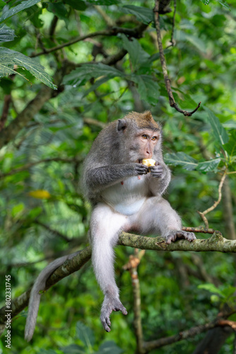 Fototapeta Naklejka Na Ścianę i Meble -  Long Tailed Macaque - sitting and eating in tree, facing away from camera. Crab Eating Macaque in Ubud Sacred Monkey Forest, Bali (Macaca fascicularis, cynomolgus monkey)