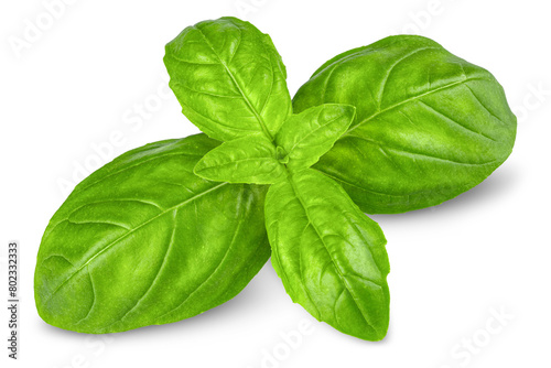 Fototapeta Naklejka Na Ścianę i Meble -  Basil. Fresh green basil leaves. Basil plant. Herbs and spice. Aromatic green leaves. Herbal for cooking salad with vegetables. Farm agriculture. Natural raw health vegetarian food