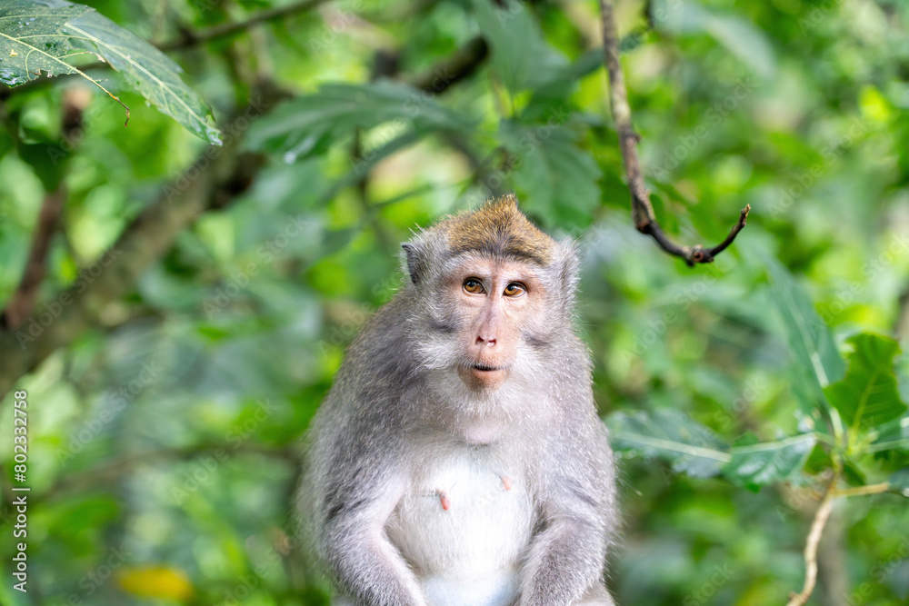 Long Tailed Macaque - portrait sitting in tree, facing camera but eyes looking to the side off camera. Crab Eating Macaque in Ubud Sacred Monkey Forest, Bali (Macaca fascicularis, cynomolgus monkey) Long Tailed Macaque - portrait sitting in tree, facing camera but eyes looking to the side off camera. Crab Eating Macaque in Ubud Sacred Monkey Forest, Bali (Macaca fascicularis, cynomolgus monkey)