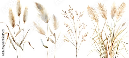 watercolor, brown grasses and reeds clipart set on white background