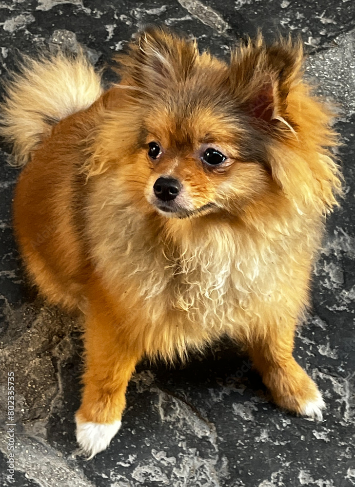 Obraz premium A Pomeranian dog sitting on a stone floor.