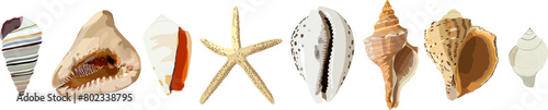 Set of seashell . Vector illustration. Photorealism seashells, mollusks, starfish.