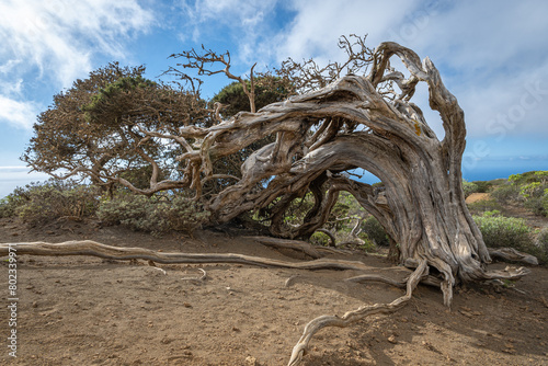 Old wind shaped juniper tree next to Sabina de El Hierro, El Sabinar, La Dehesa, El Hierro, Canary Islands, Spain photo