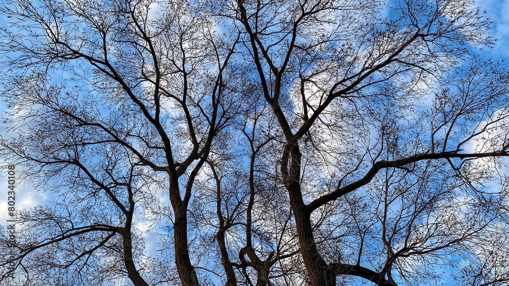 Tree Branches in the Spring Against Blue Sky Tree Branches in the Spring Against Blue Sky