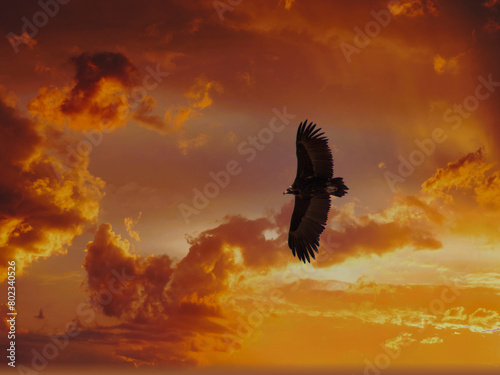vulture, maroon, Aegypius monachus, bird, animal, in flight, wil