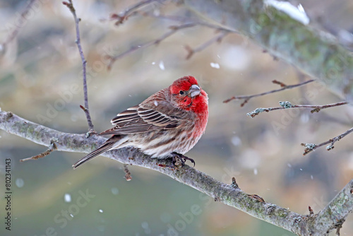 Male house finch (Haemorhous mexicanus) in winter photo