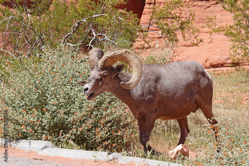 Desert bighorn sheep at Valley of Fire State Park, Nevada photo