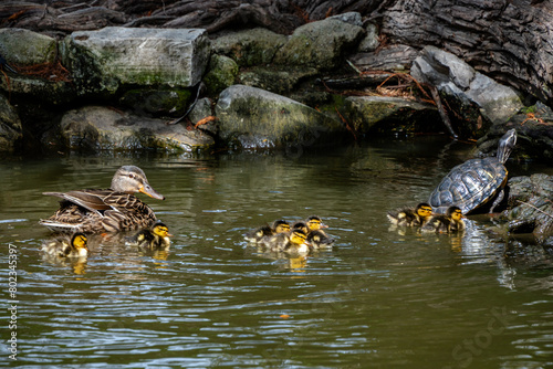 Ducklings swim with mother duck in pond near turtle sunning on a rock