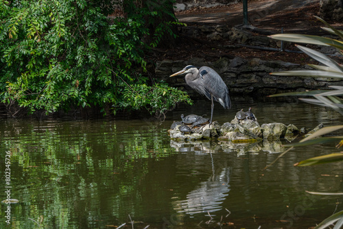 Great blue heron at pond near turtles with reflections in water