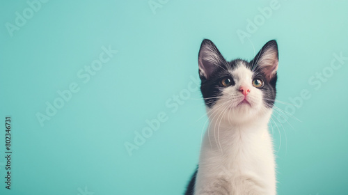 Photos of very cute Happy and Joyful dogs and cats against a visually soothing backdrop.