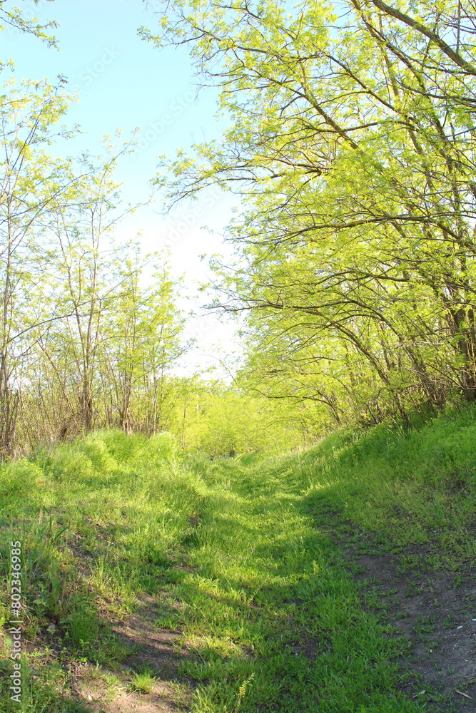 Obraz premium A path through a forest