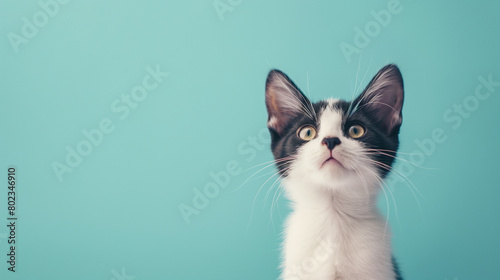 Photos of very cute Happy and Joyful dogs and cats against a visually soothing backdrop.