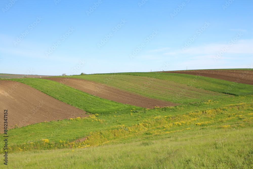 A field of green grass A field of green grass