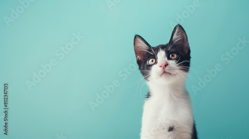 Photos of very cute Happy and Joyful dogs and cats against a visually soothing backdrop.