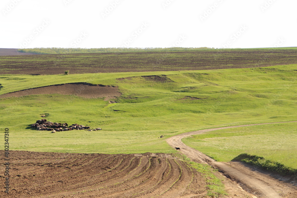 Fototapeta premium A grassy field with a dirt road
