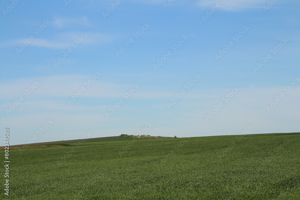 Fototapeta premium A field of grass