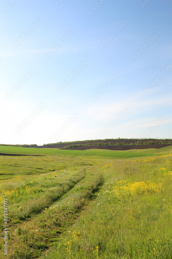 Fototapeta premium A field of yellow flowers