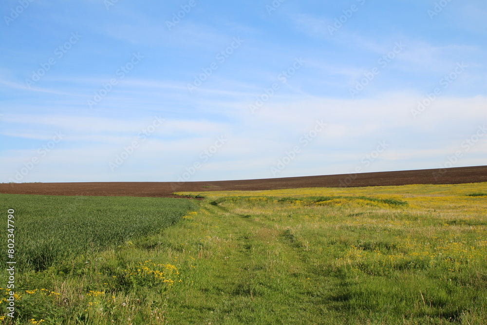A field of grass A field of grass