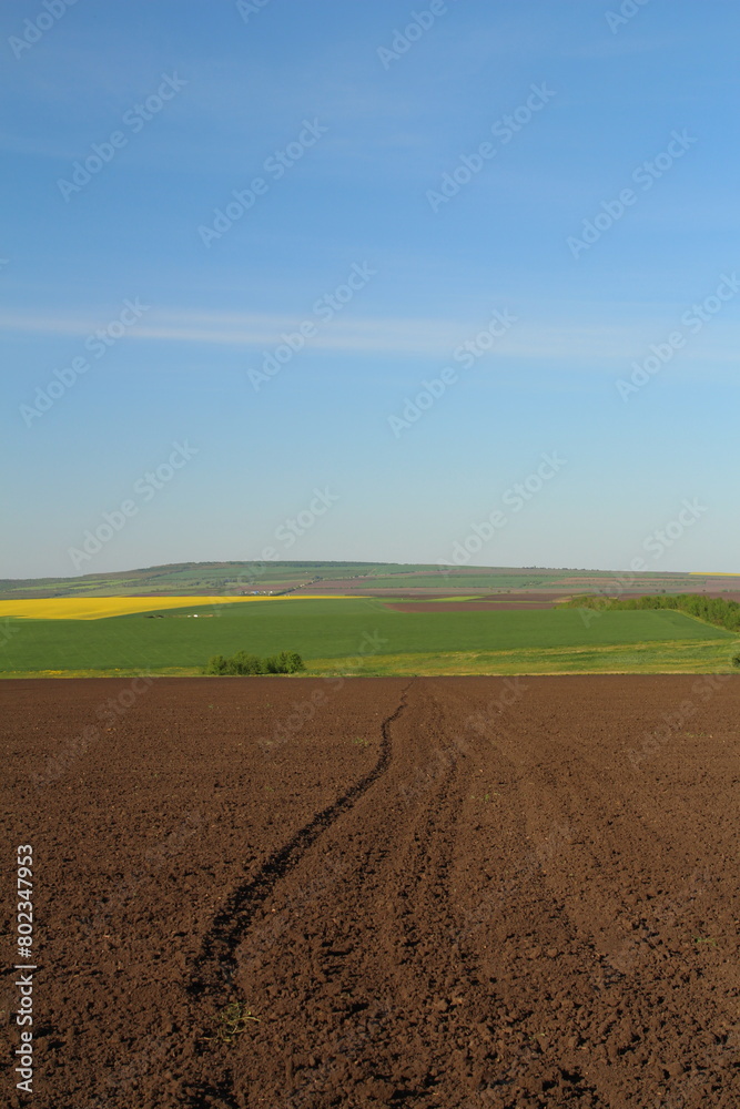 A dirt road with a field and blue sky A dirt road with a field and blue sky